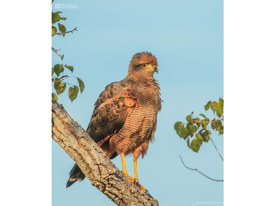 Buteogallus meridionalis