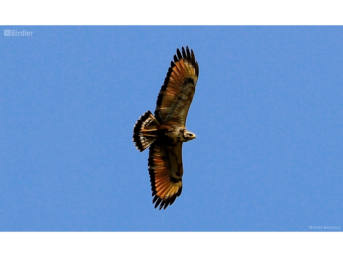 Buteogallus meridionalis