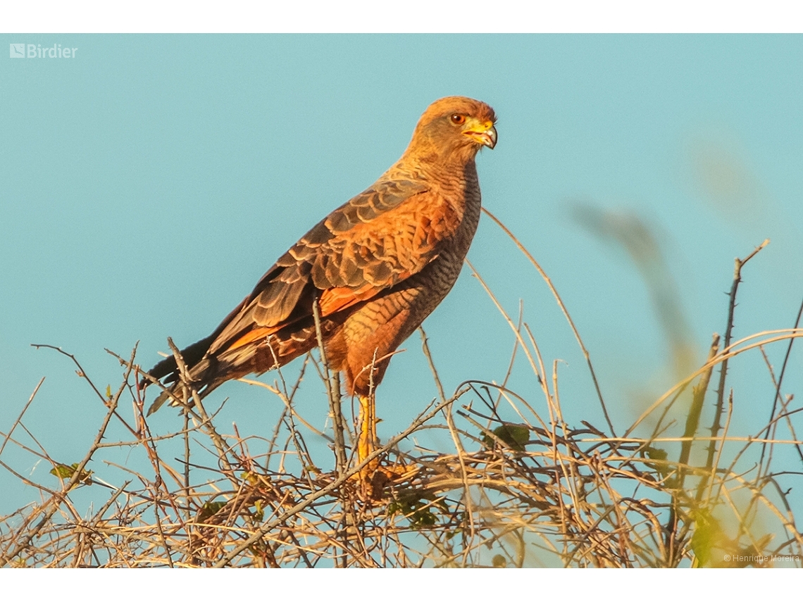 Buteogallus meridionalis