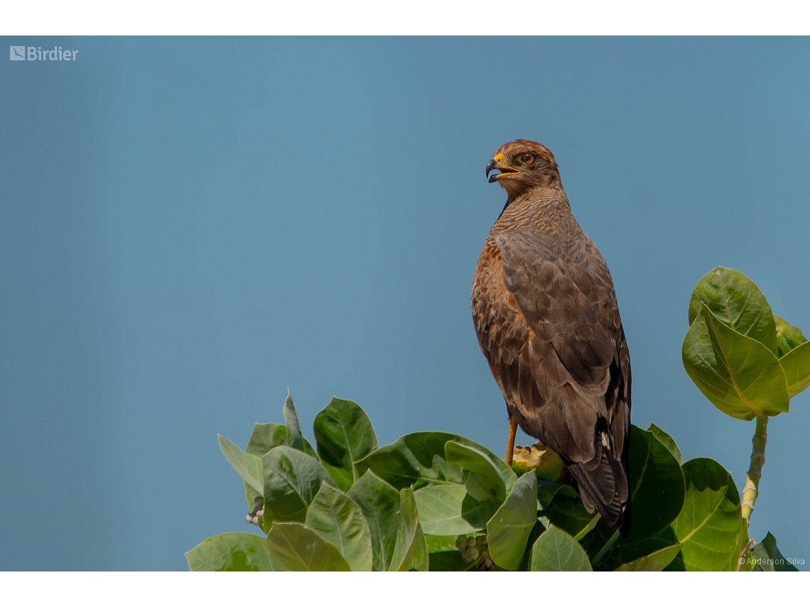Buteogallus meridionalis
