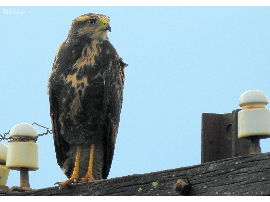 Buteogallus meridionalis