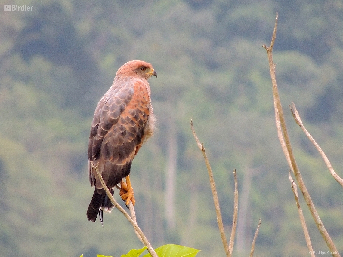 Buteogallus meridionalis