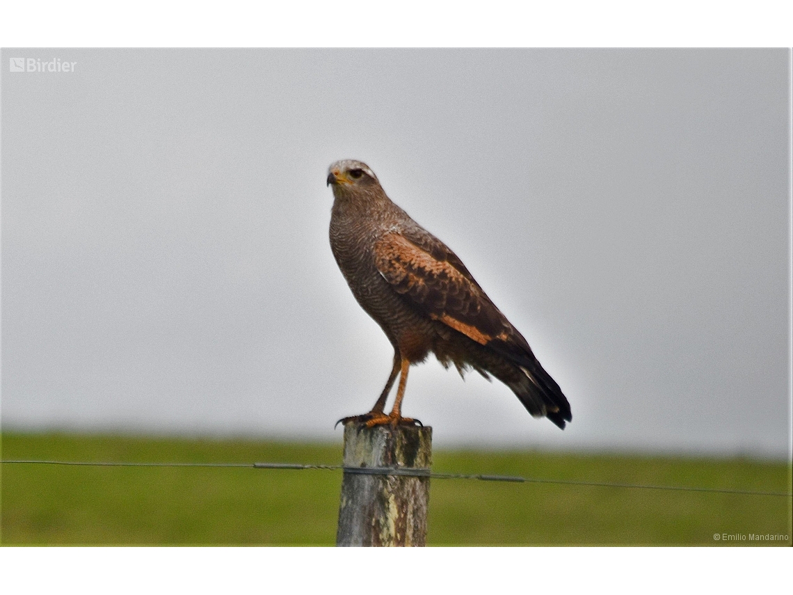 Buteogallus meridionalis