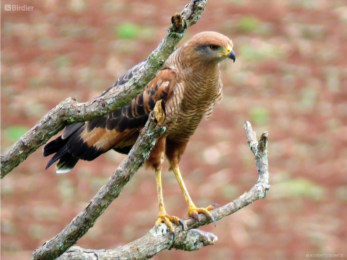 Buteogallus meridionalis