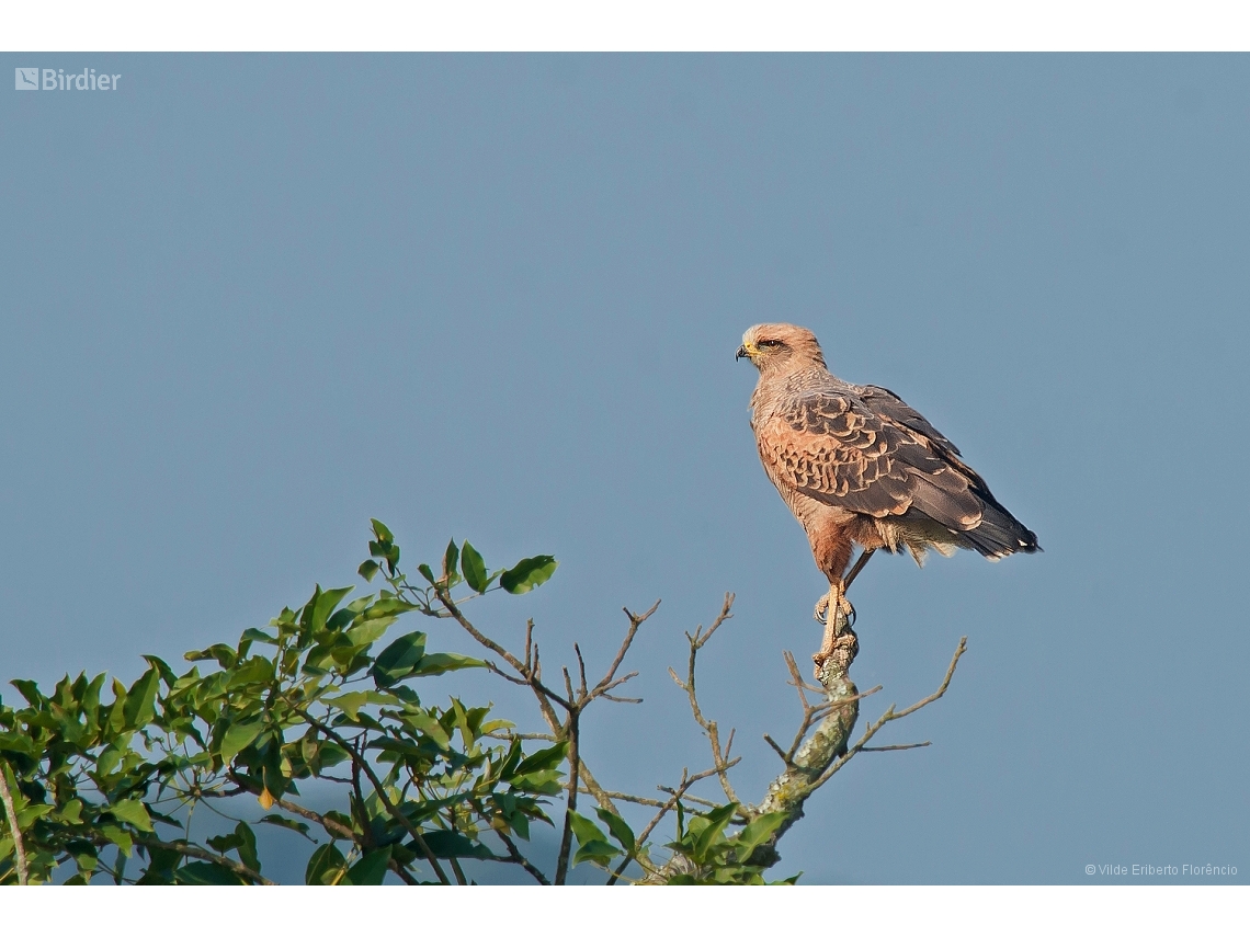 Buteogallus meridionalis