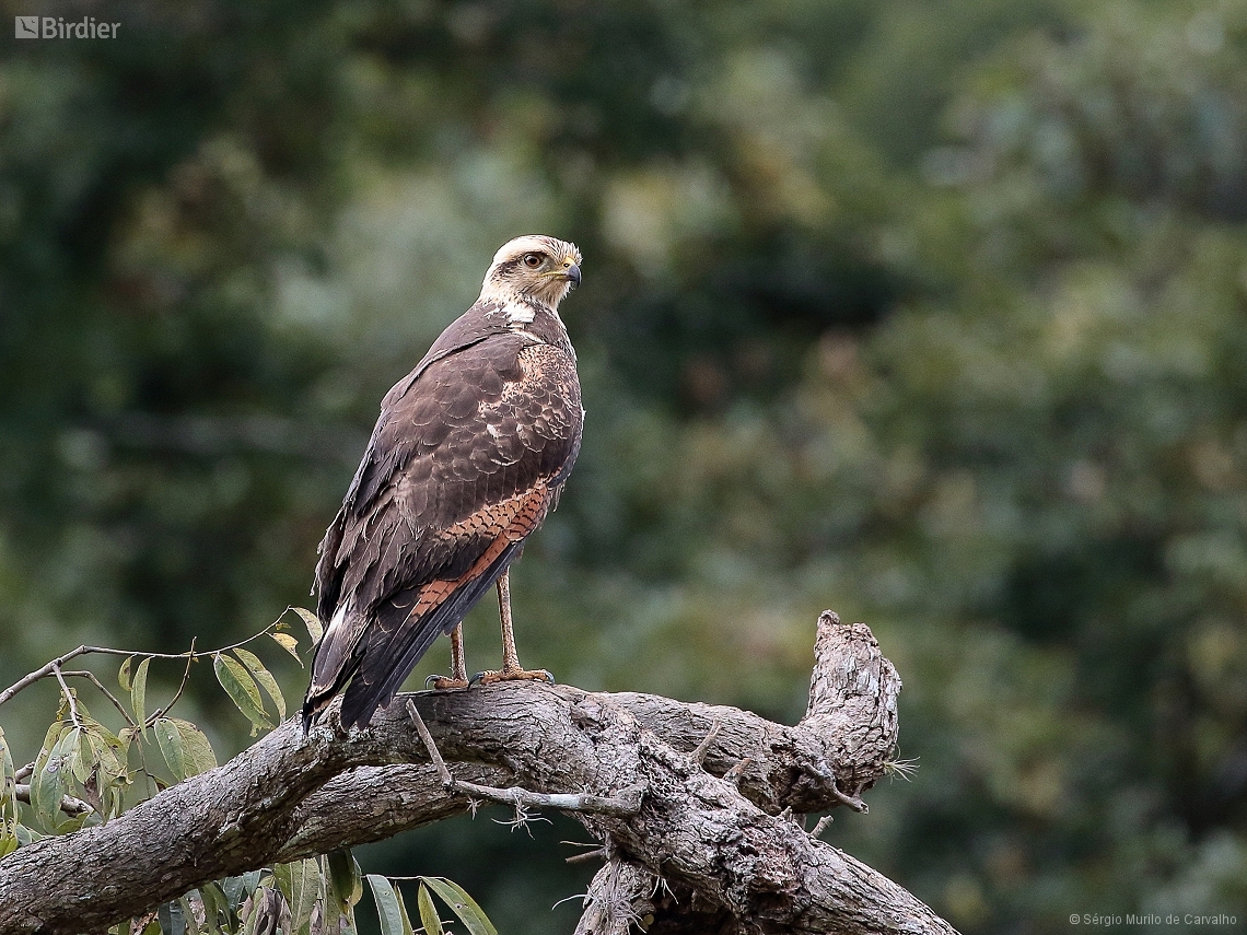 Buteogallus meridionalis