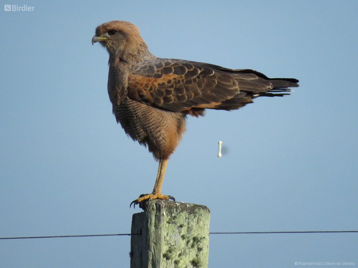 Buteogallus meridionalis