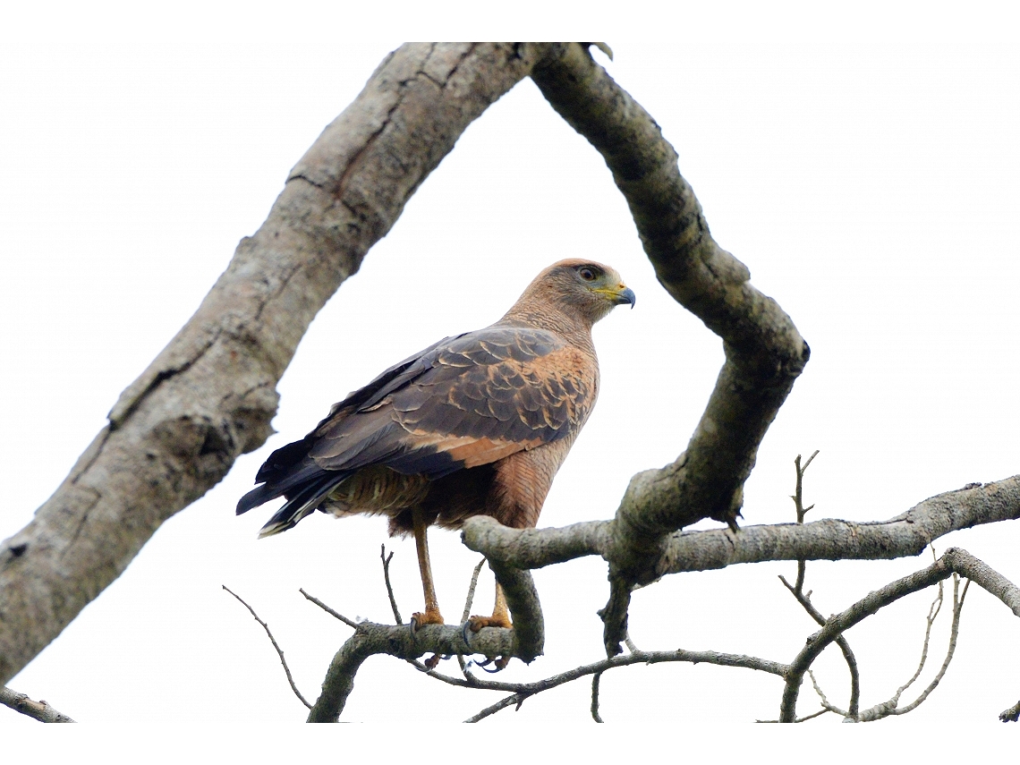 Buteogallus meridionalis