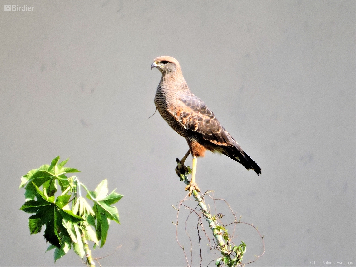 Buteogallus meridionalis