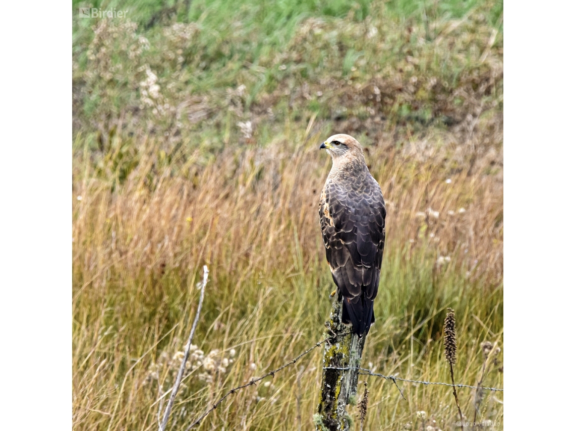 Buteogallus meridionalis