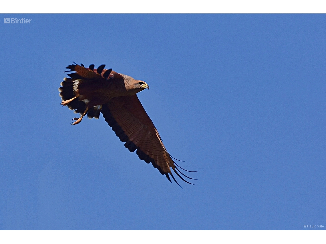 Buteogallus meridionalis
