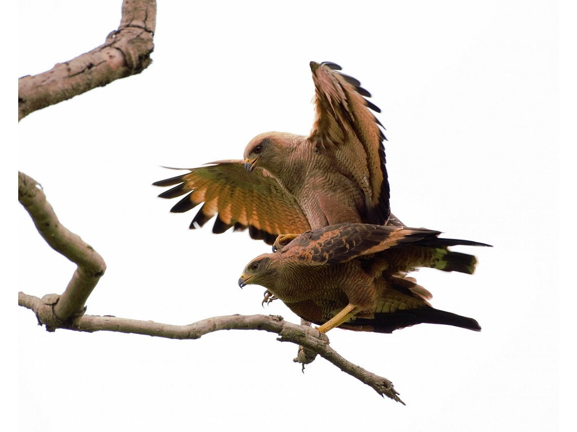 Buteogallus meridionalis