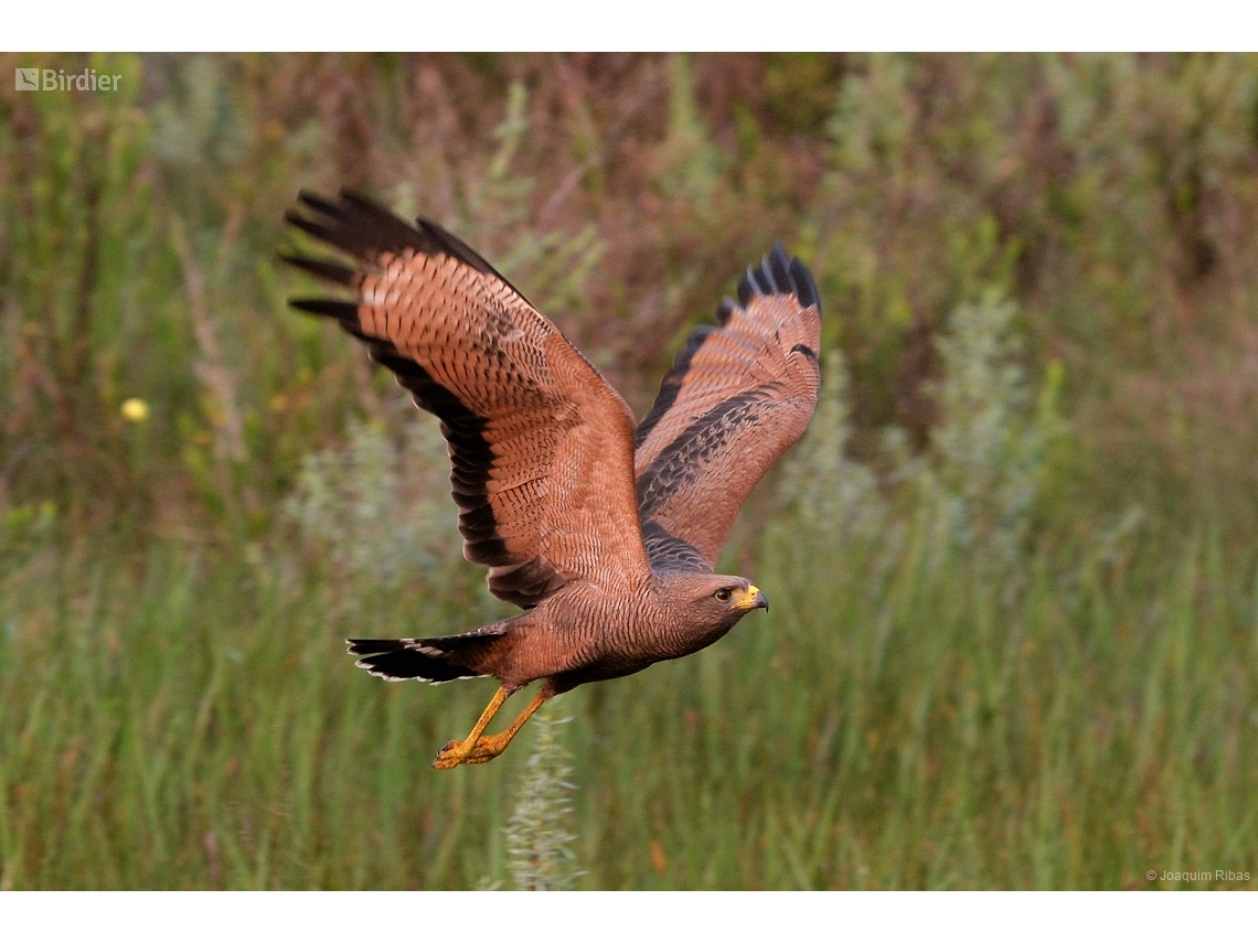 Buteogallus meridionalis