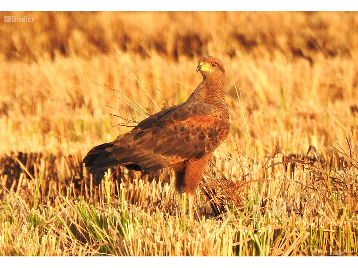 Buteogallus meridionalis