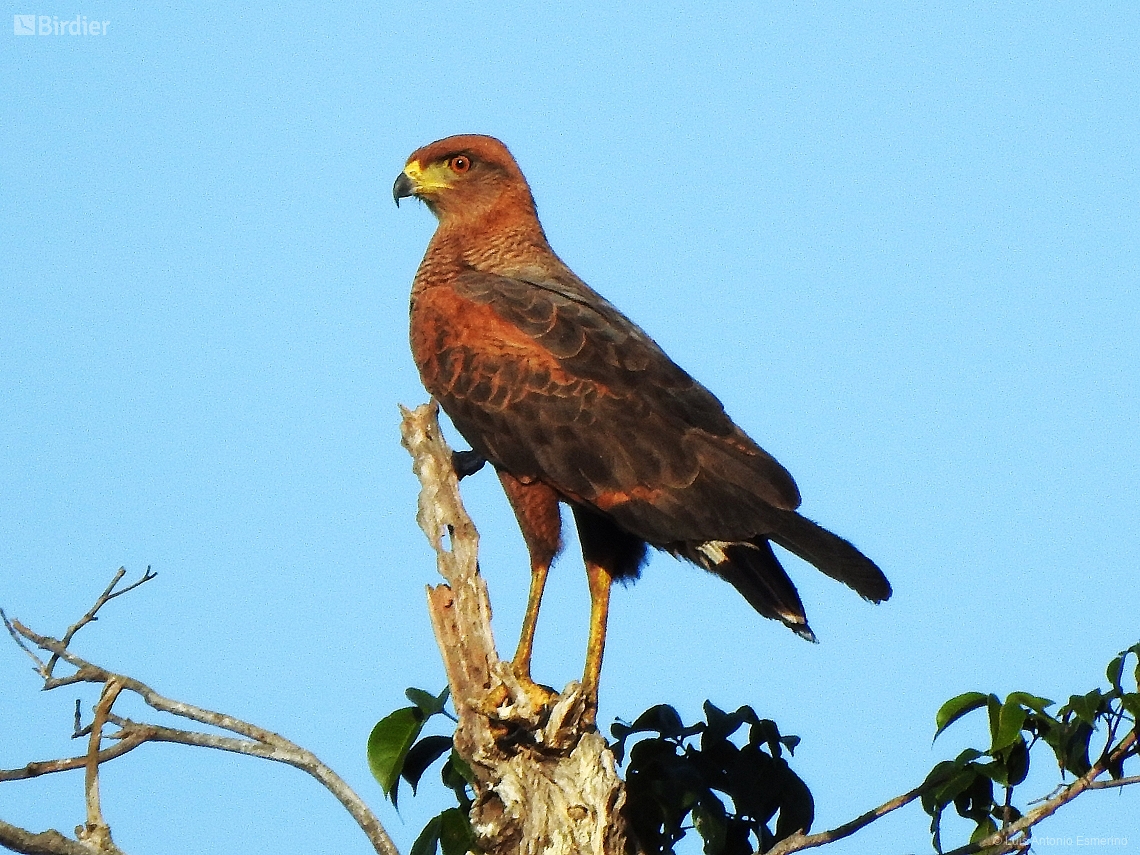 Buteogallus meridionalis