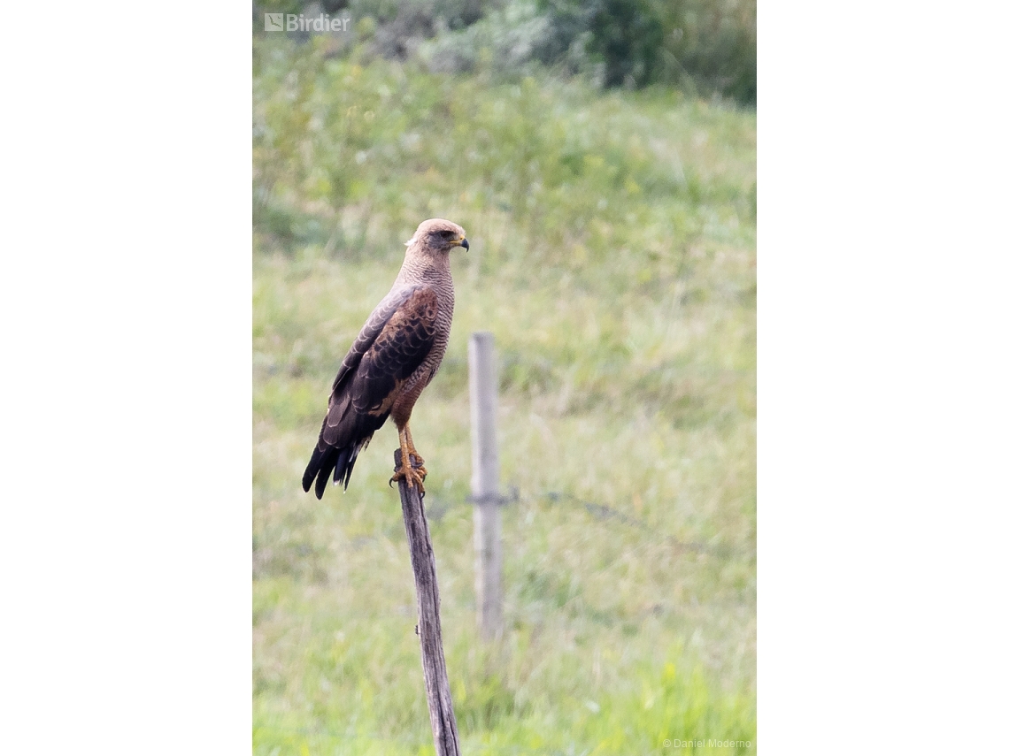 Buteogallus meridionalis