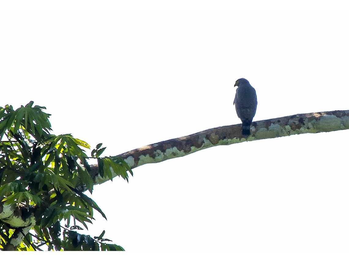 Buteogallus schistaceus