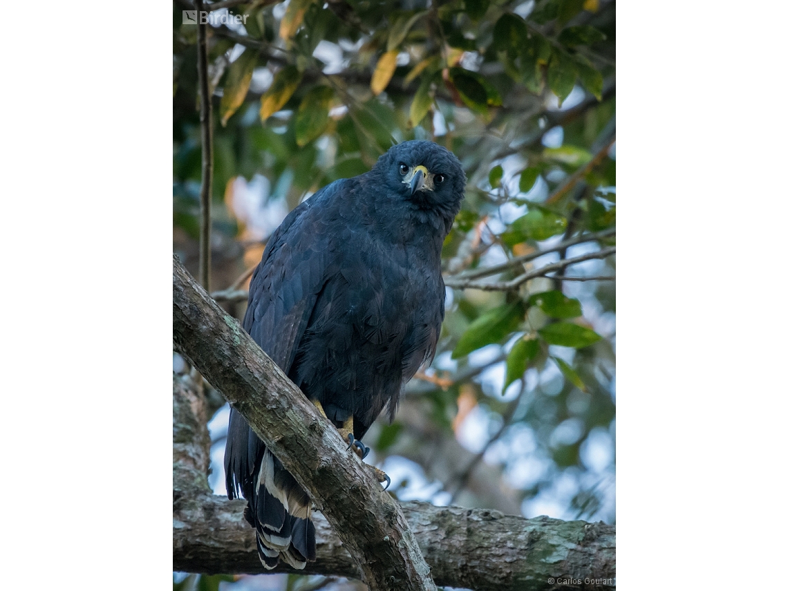 Buteogallus urubitinga