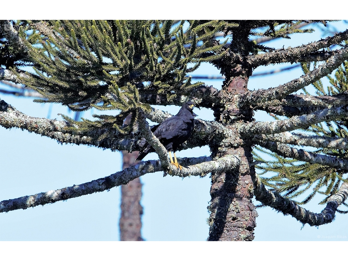 Buteogallus urubitinga