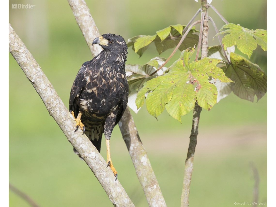 Buteogallus urubitinga