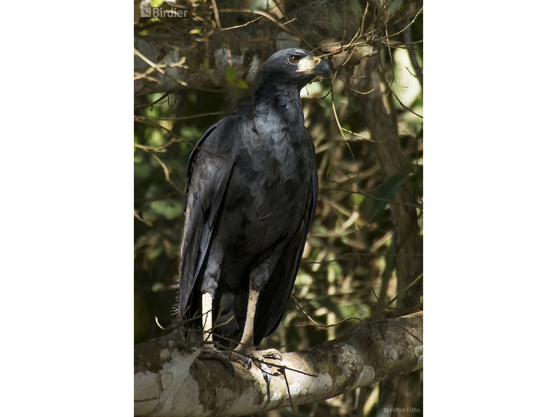 Buteogallus urubitinga