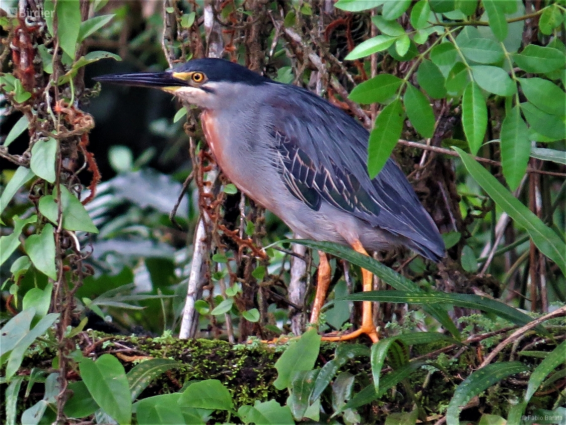 Butorides striata