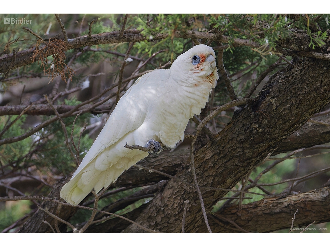 Cacatua sanguinea