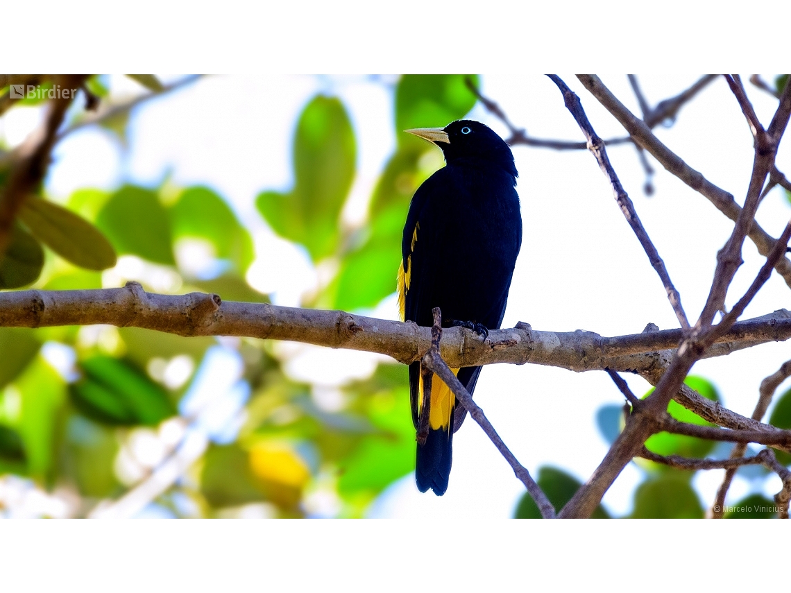 Cacicus cela