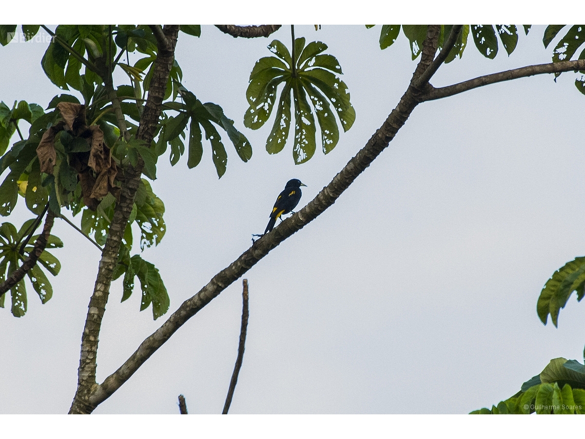 Cacicus cela