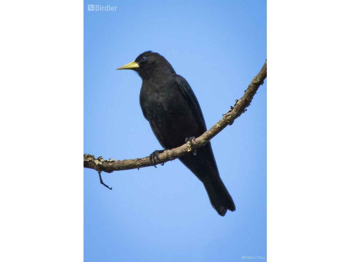 Cacicus haemorrhous