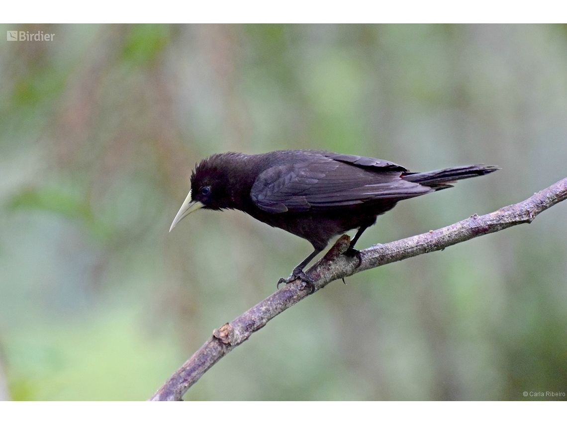Cacicus haemorrhous