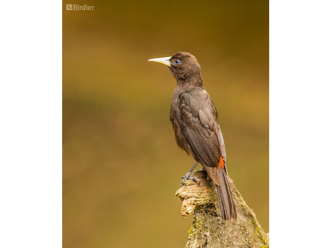 Cacicus haemorrhous