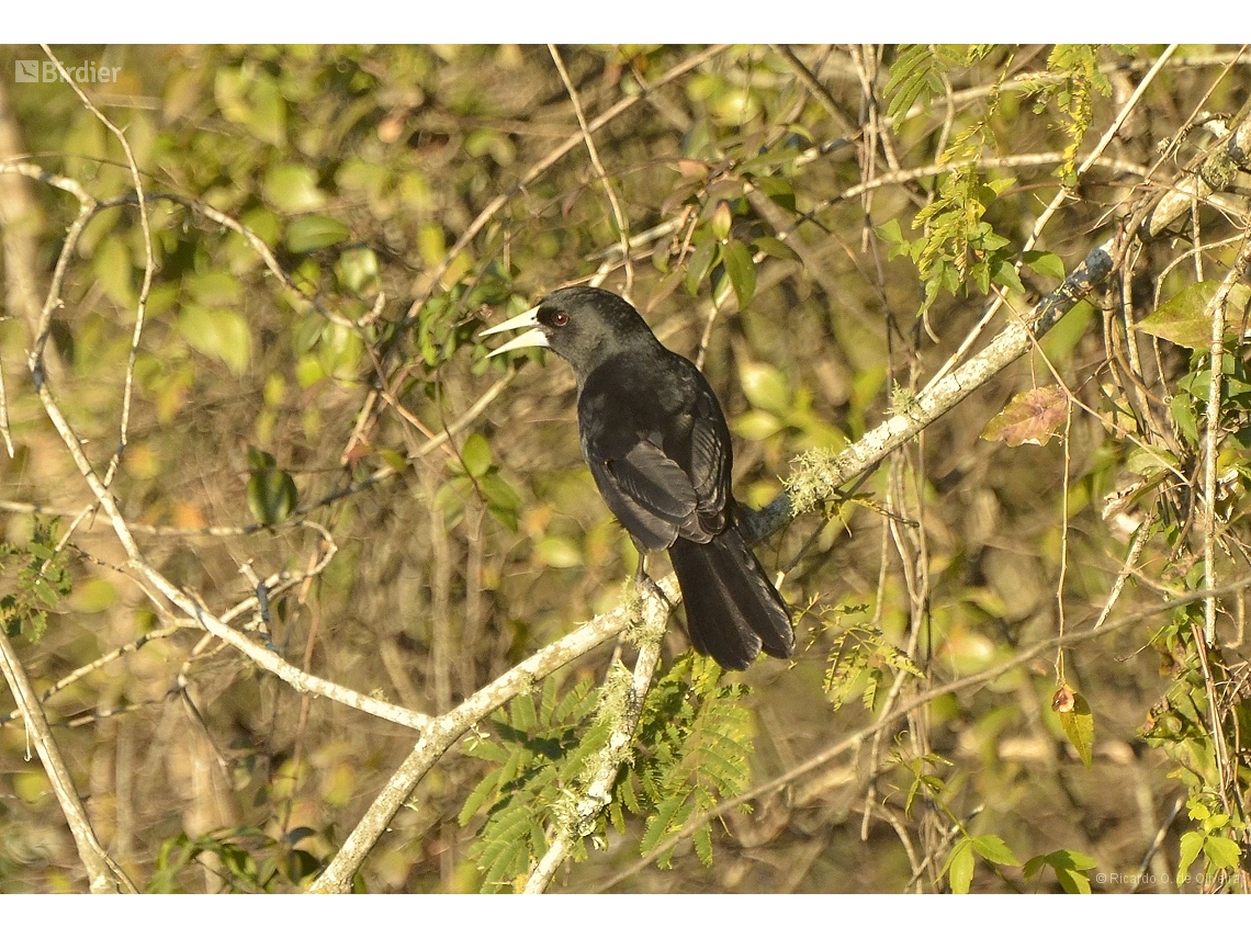 Cacicus solitarius