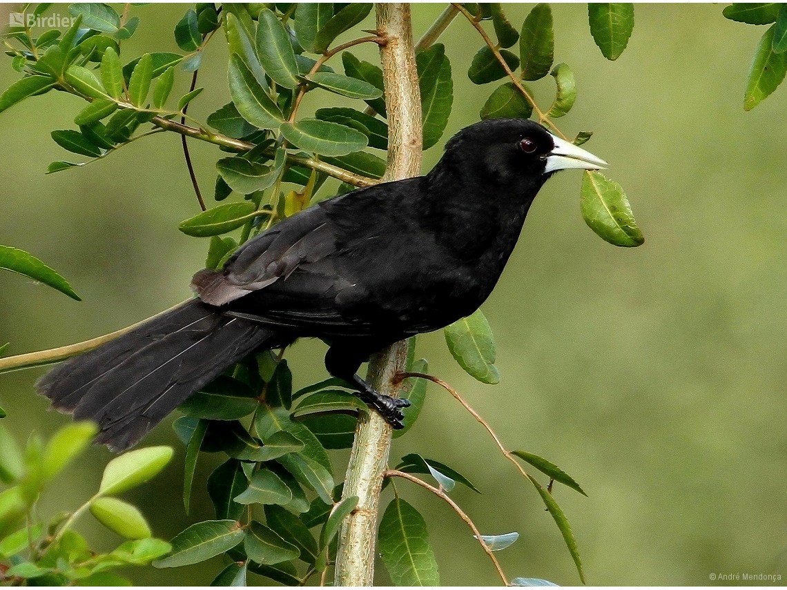Cacicus solitarius