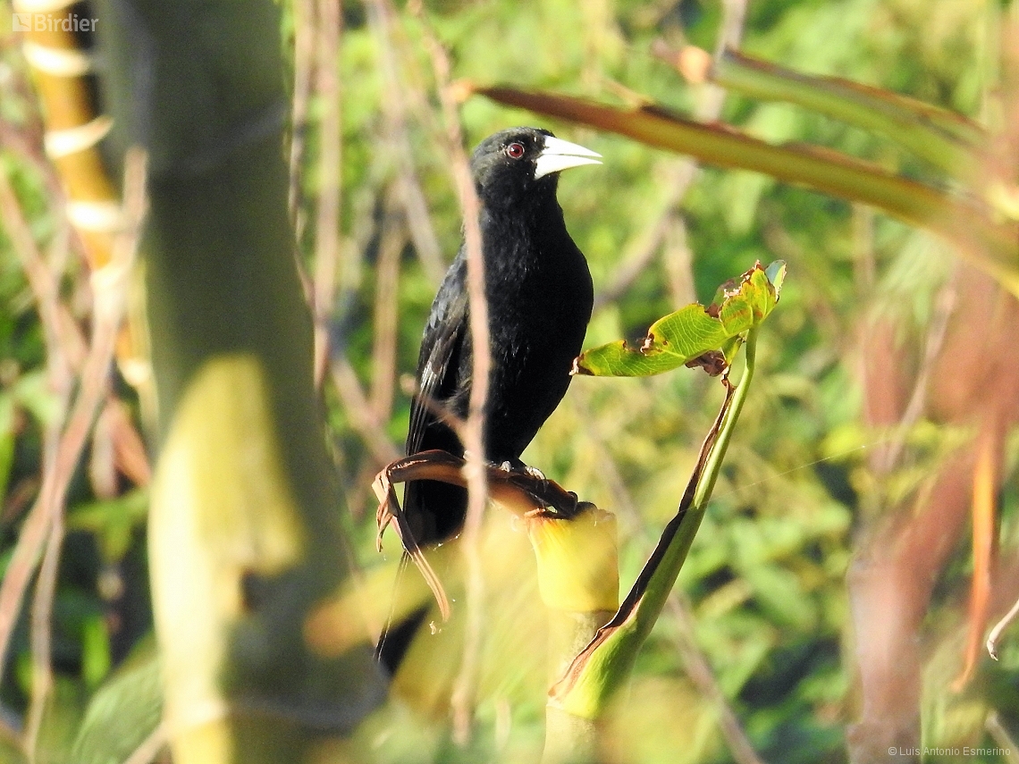 Cacicus solitarius