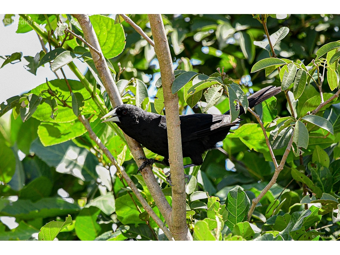 Cacicus solitarius