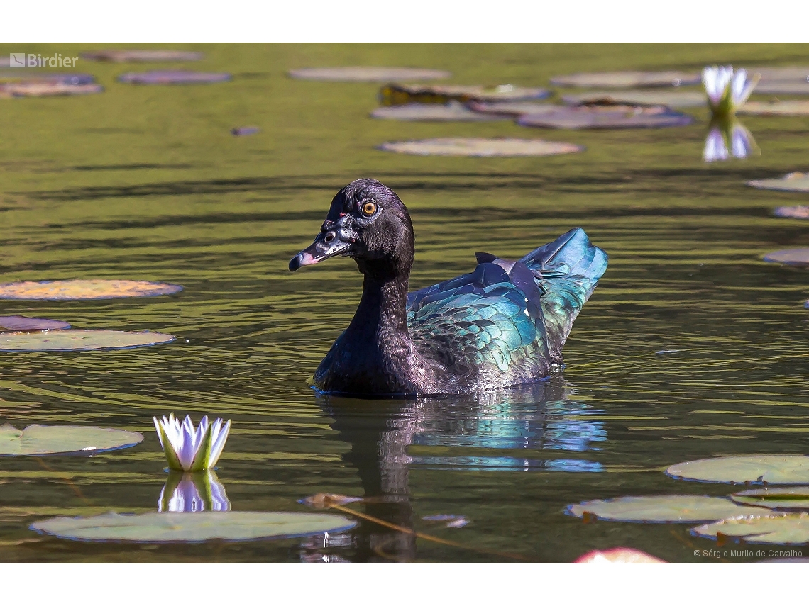 Cairina moschata