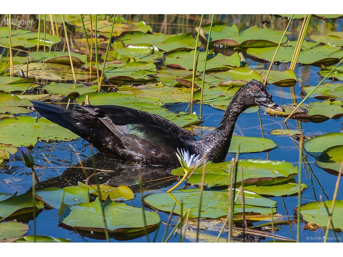 Cairina moschata