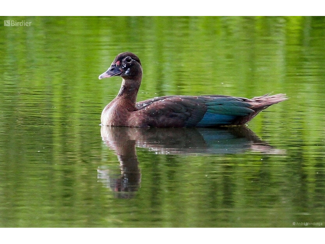 Cairina moschata
