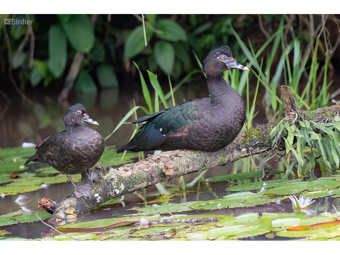 Cairina moschata
