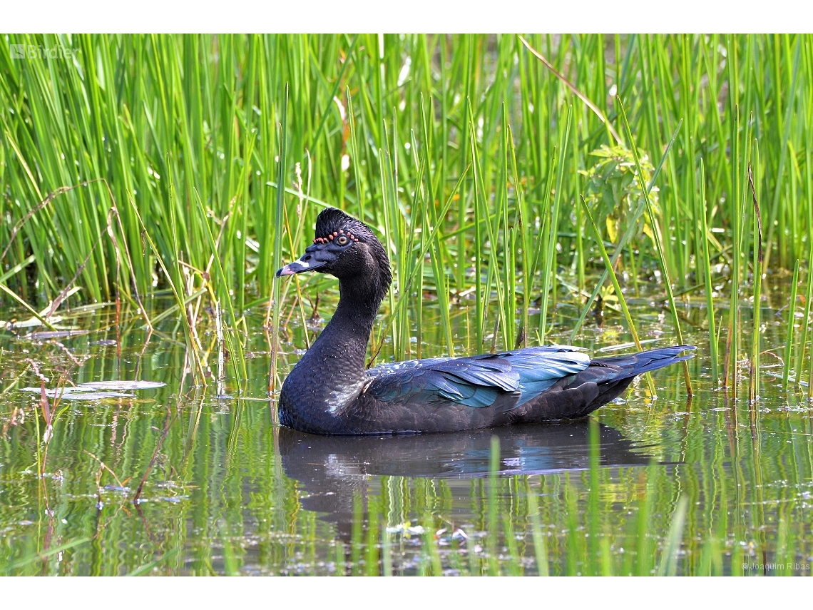 Cairina moschata