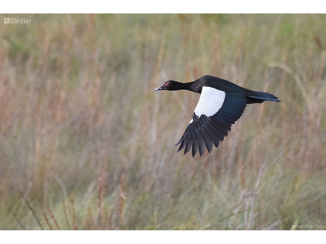 Cairina moschata