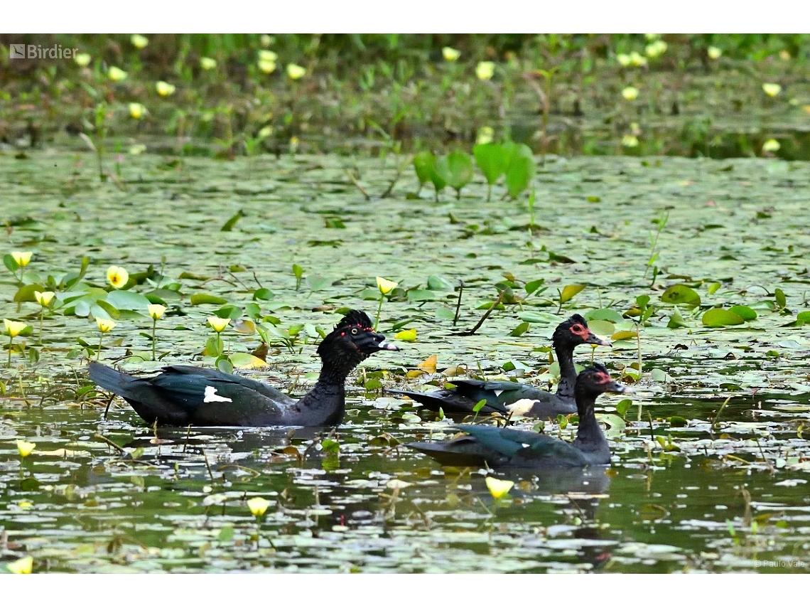 Cairina moschata