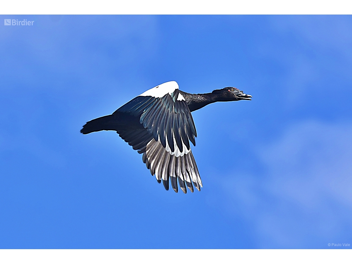 Cairina moschata
