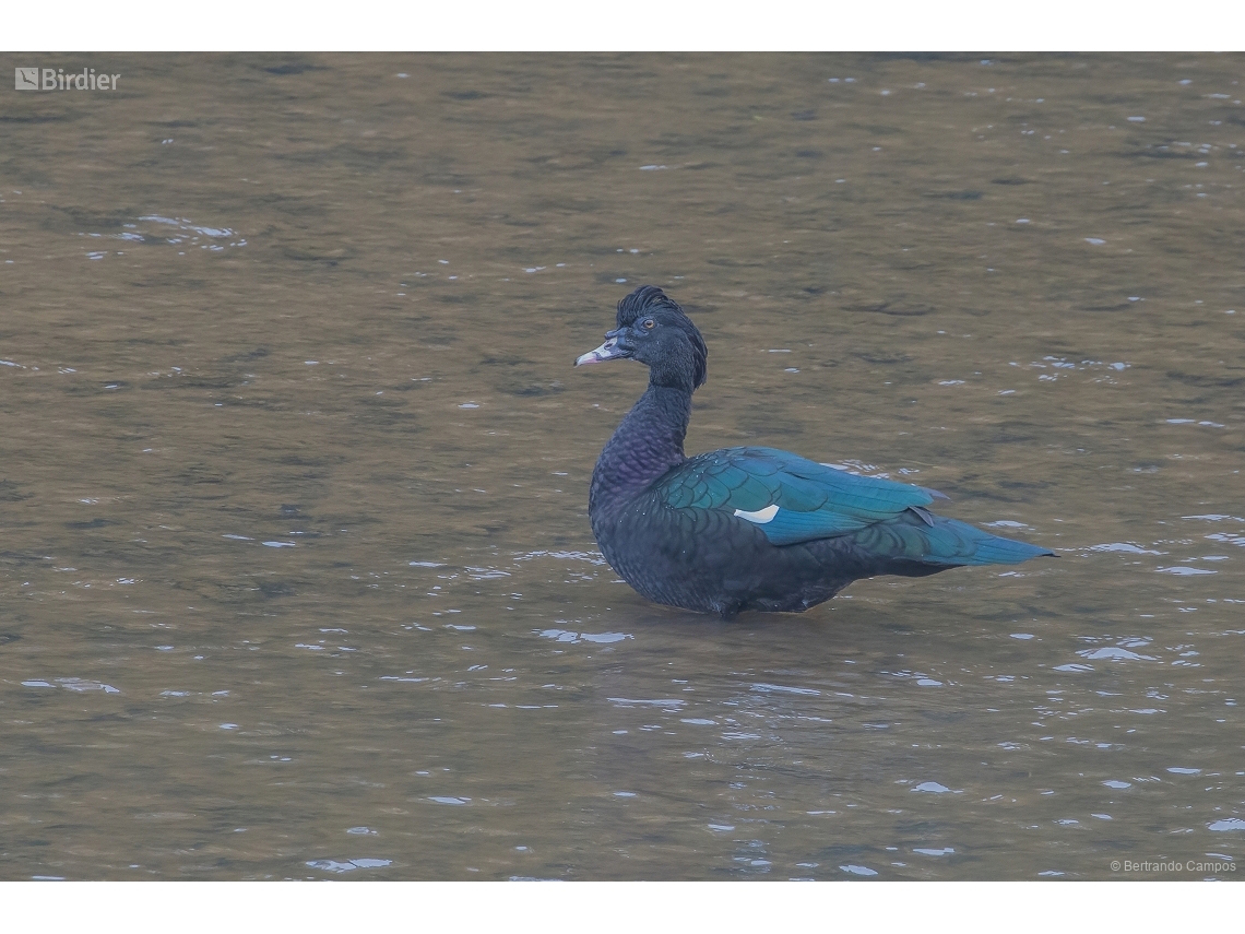 Cairina moschata