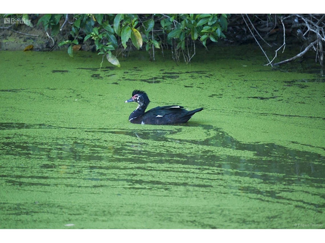 Cairina moschata