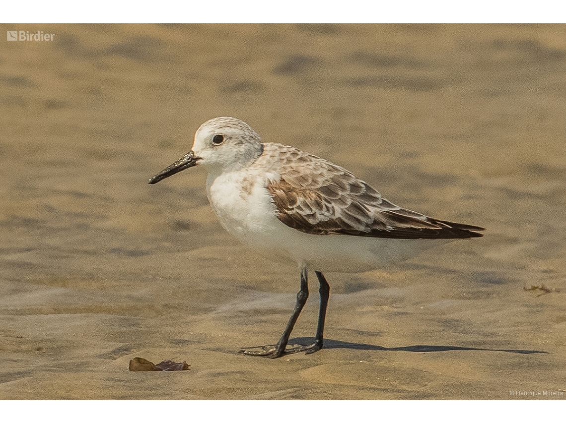 Calidris alba