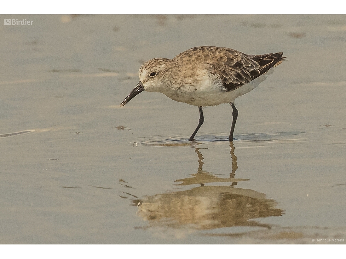Calidris alba