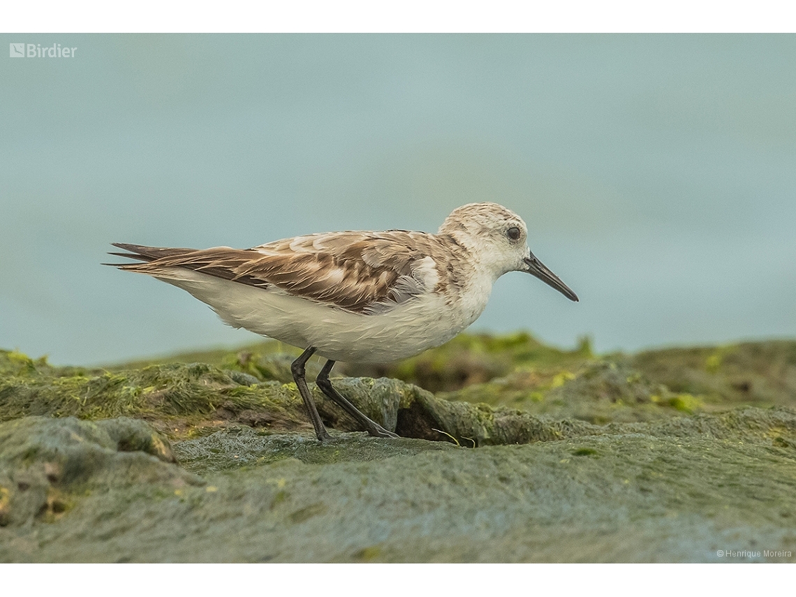 Calidris alba