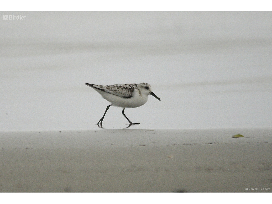 Calidris alba